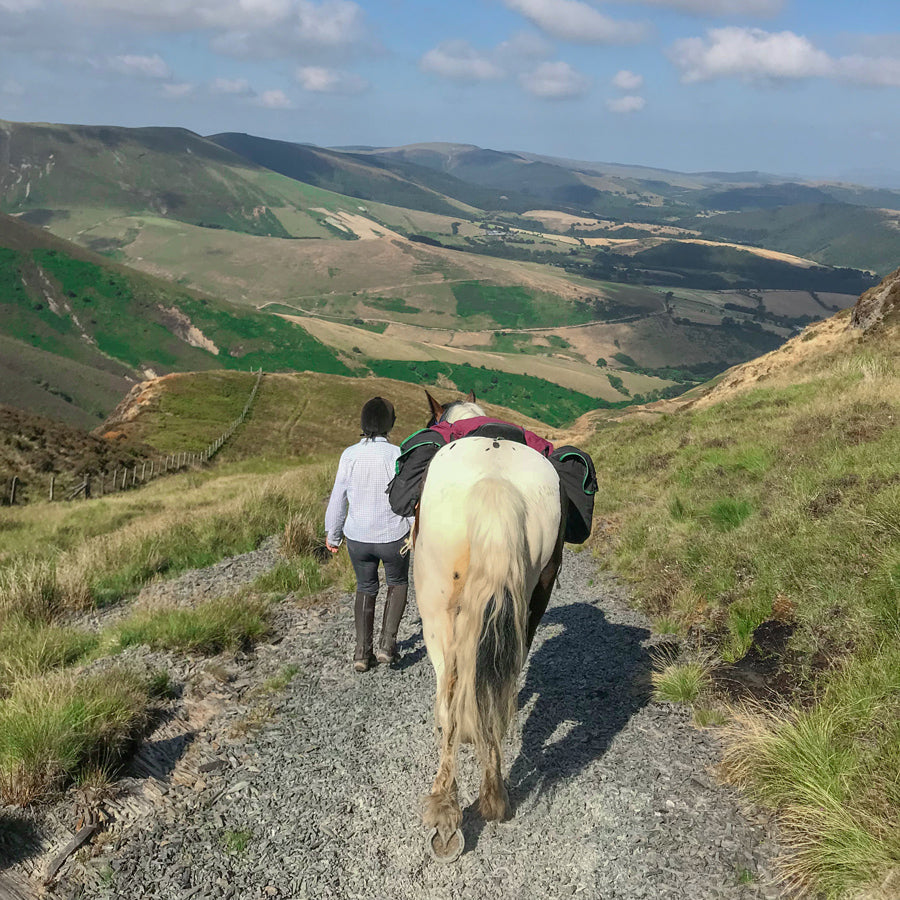 Load image into Gallery viewer, View of the back of a horse wearing the Freerein equipment expedition saddle bags
